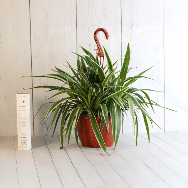 pink variegated spider plant Spider Hardy Plant
