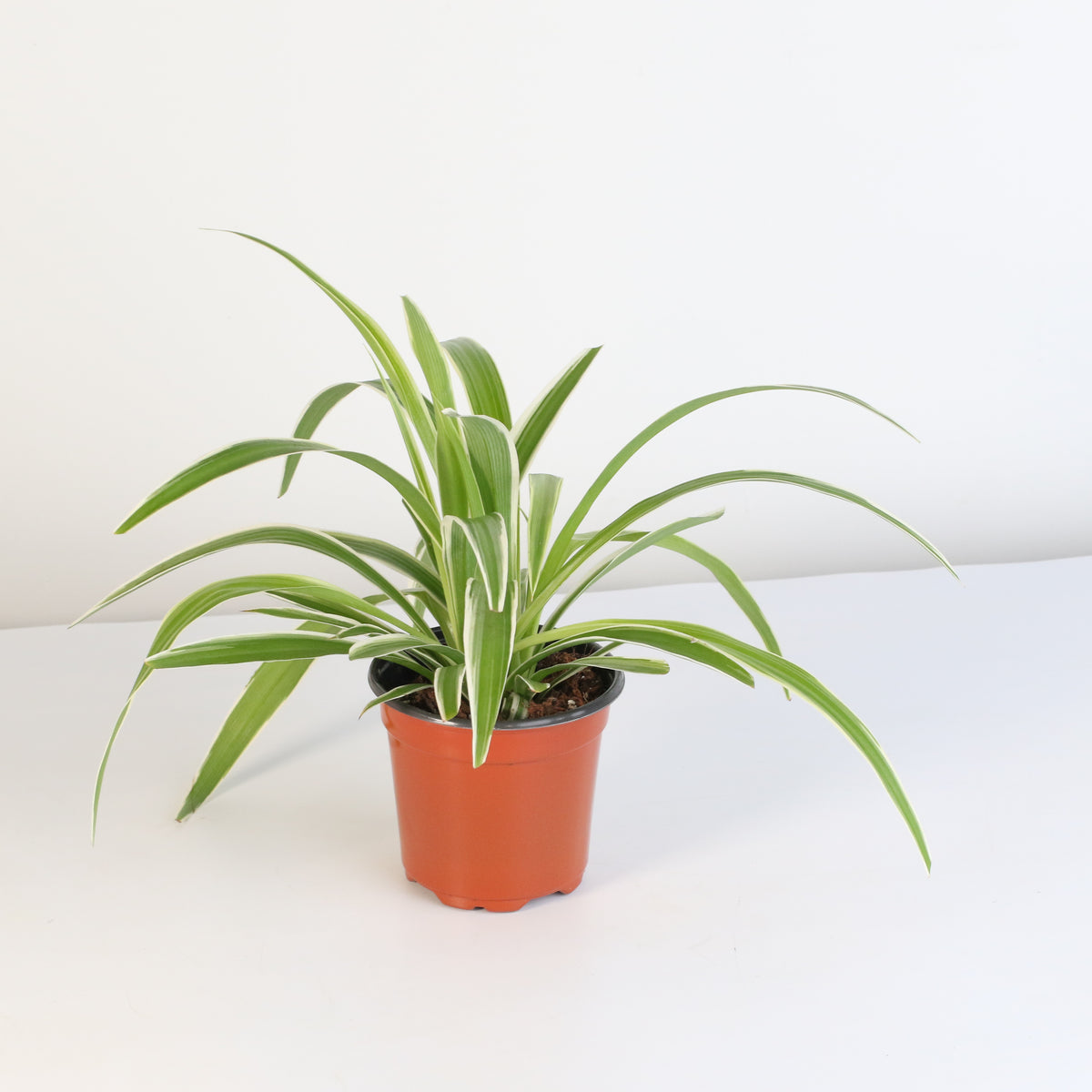 Grower's Choice Mystery Plant 4" Nursery Pot