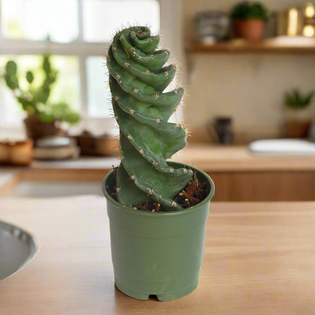Spiral Cactus