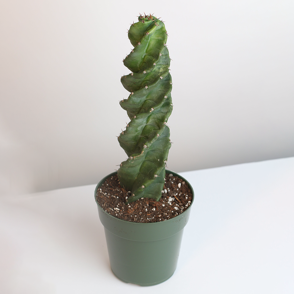 Spiral Cactus
