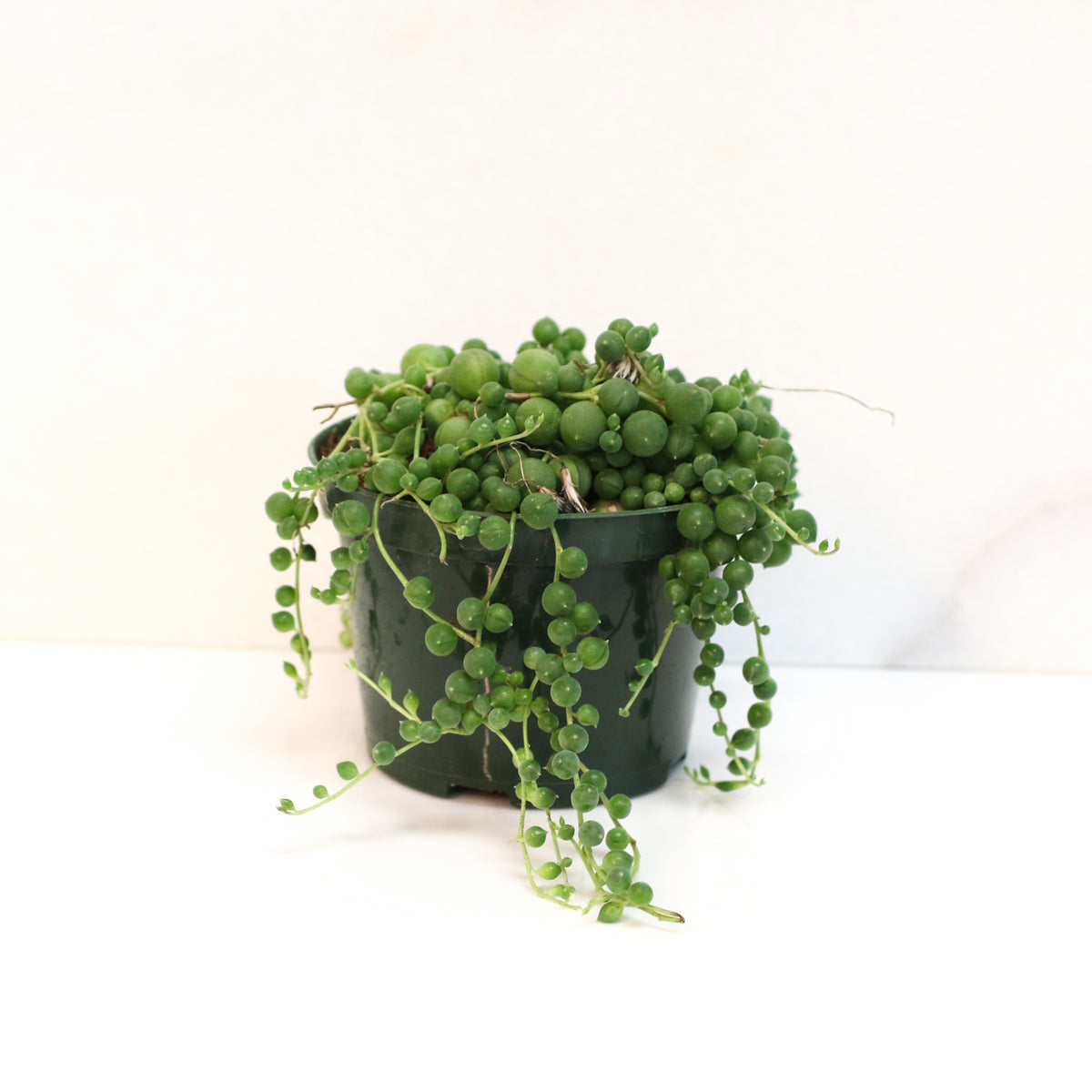 String of Pearls Regular Trailing Plant