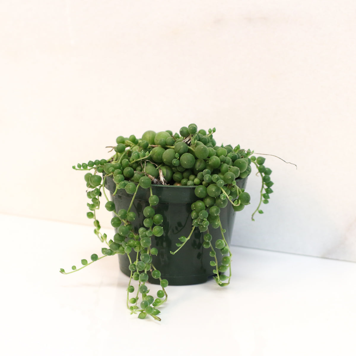 String of Pearls Regular Trailing Plant