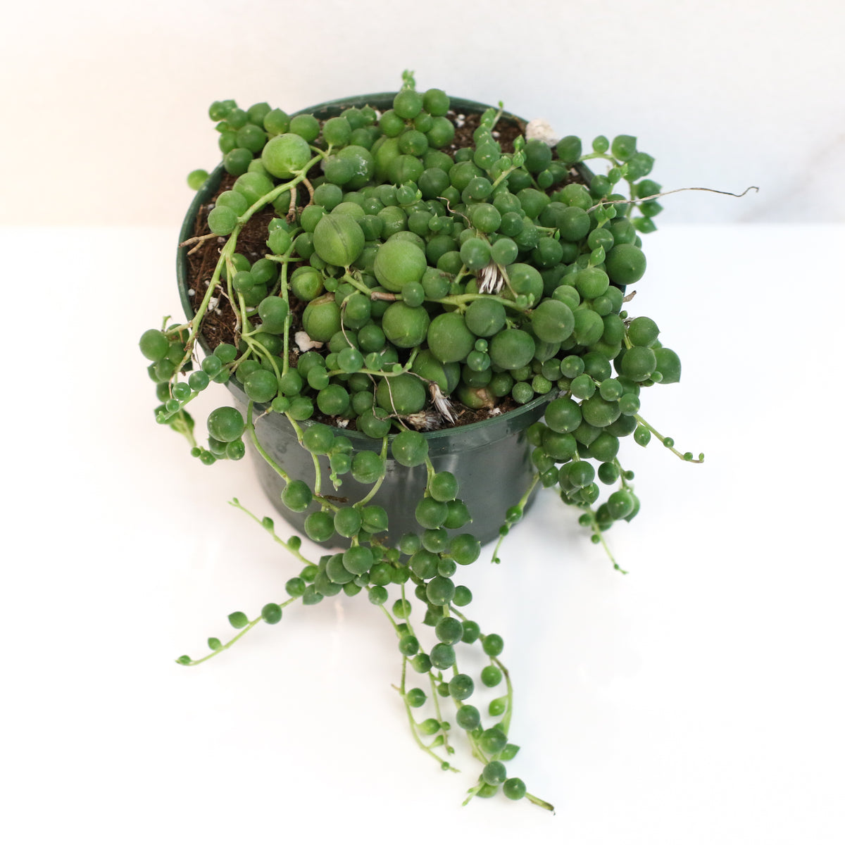 String of Pearls Regular Trailing Plant