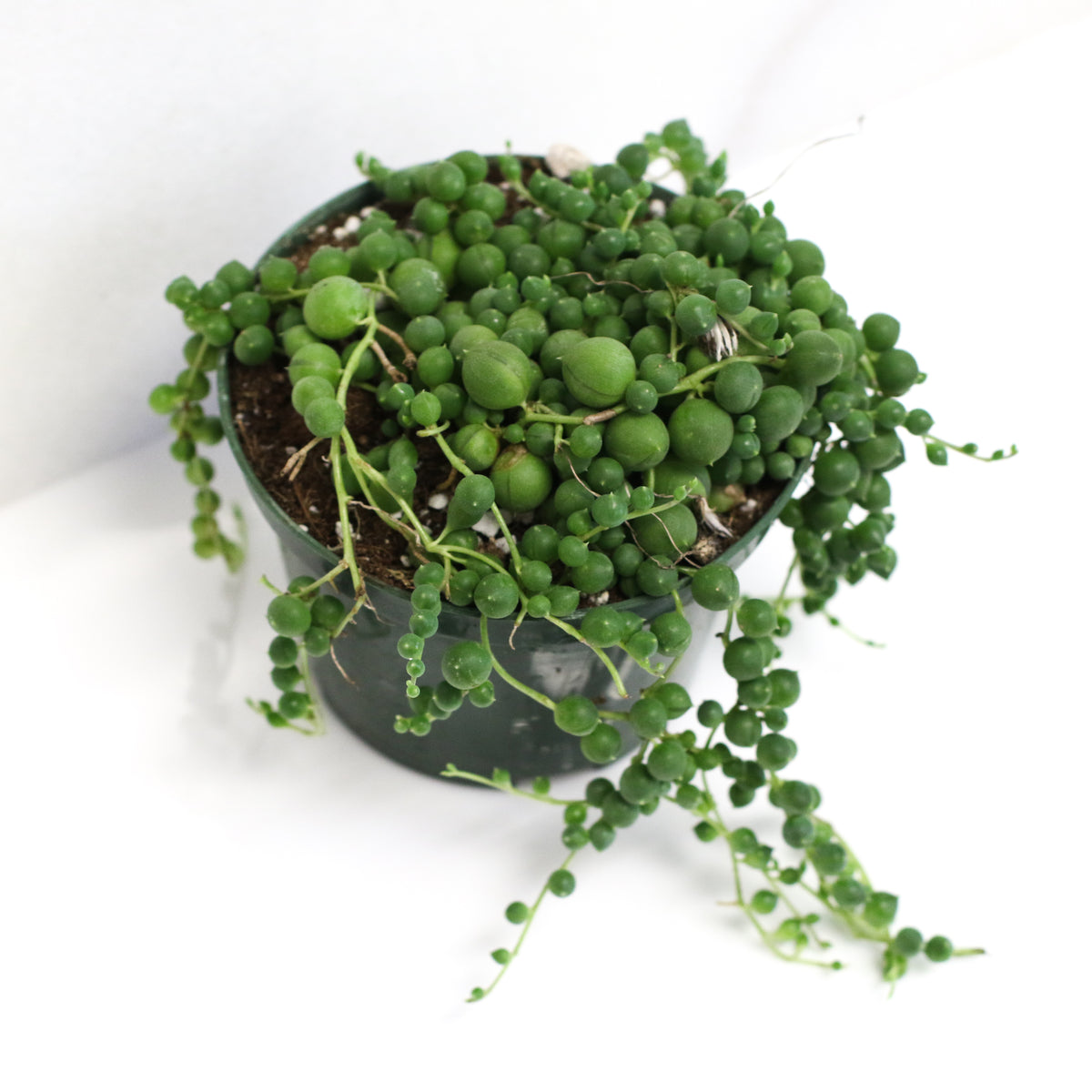 String of Pearls Regular Trailing Plant