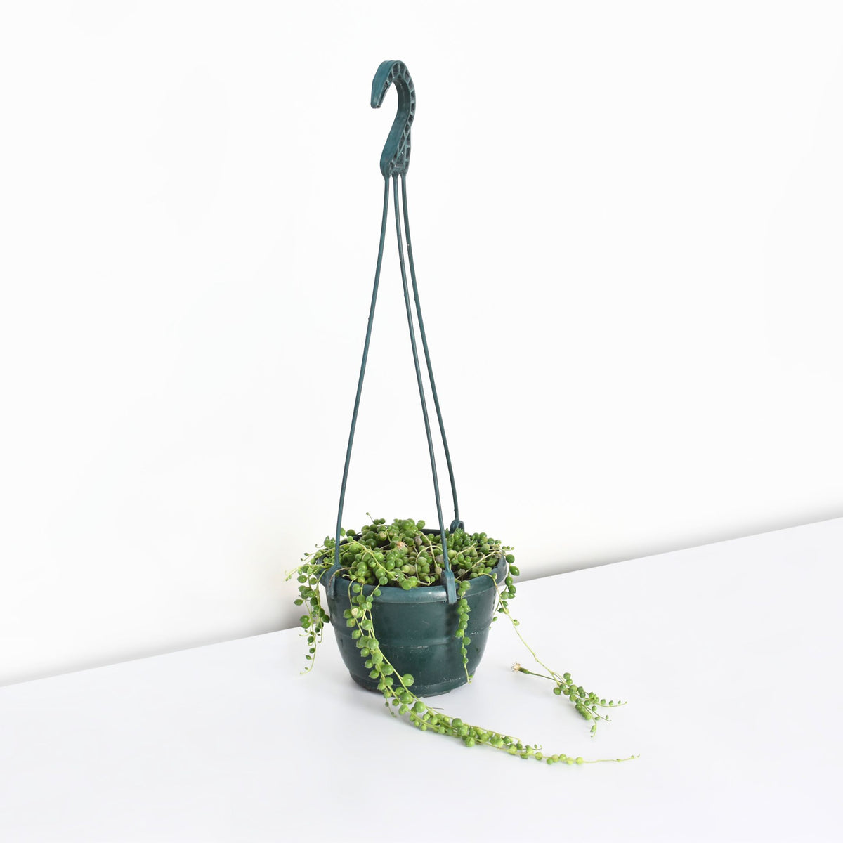 String of Pearls Regular Trailing Plant