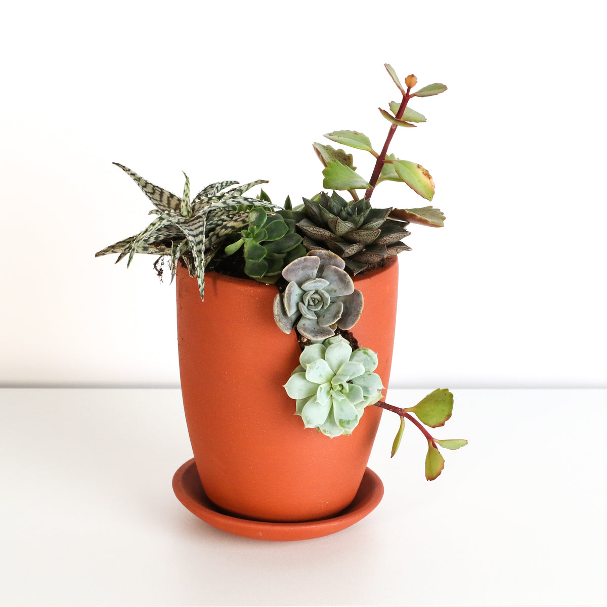 Succulent Terracotta Creations DIY Kit