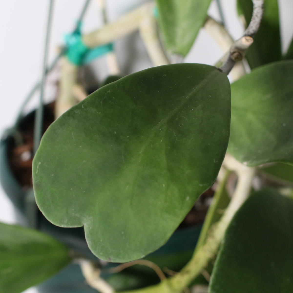 Hoya Kerrii 'Hearts' Sweetheart Valentine Plant