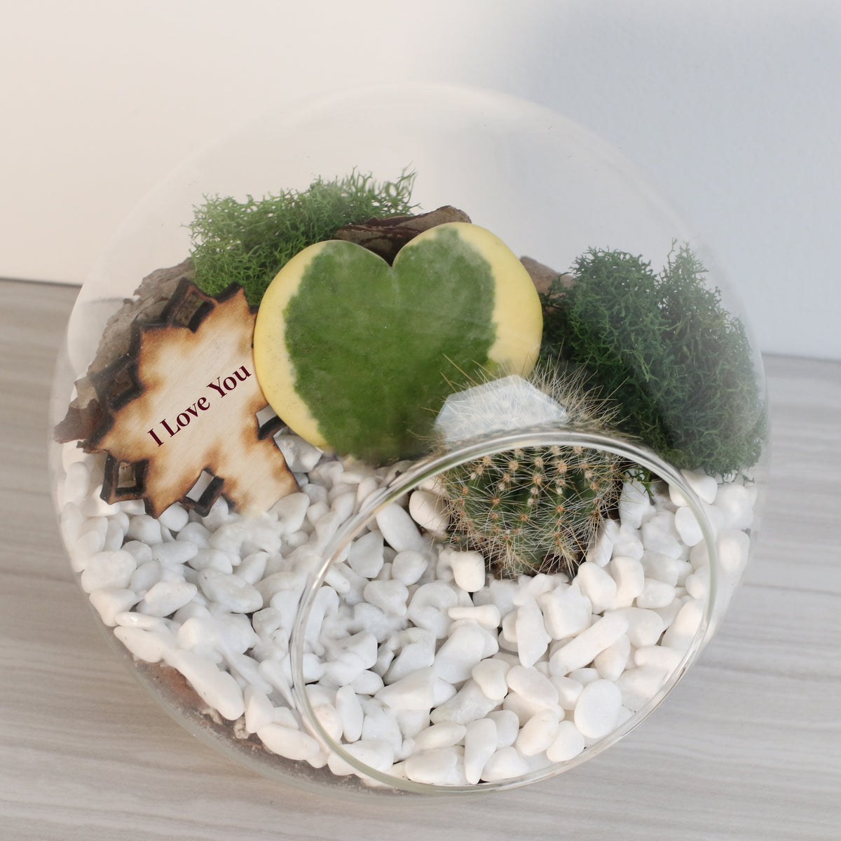 Terrarium Kit