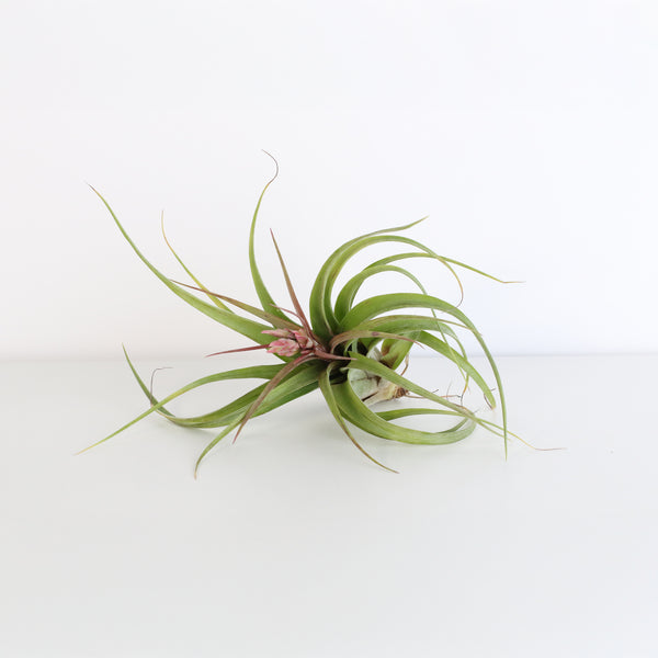 shirley temple air plant Tillandsia Streptophylla – “Shirley Temple” Air Plant