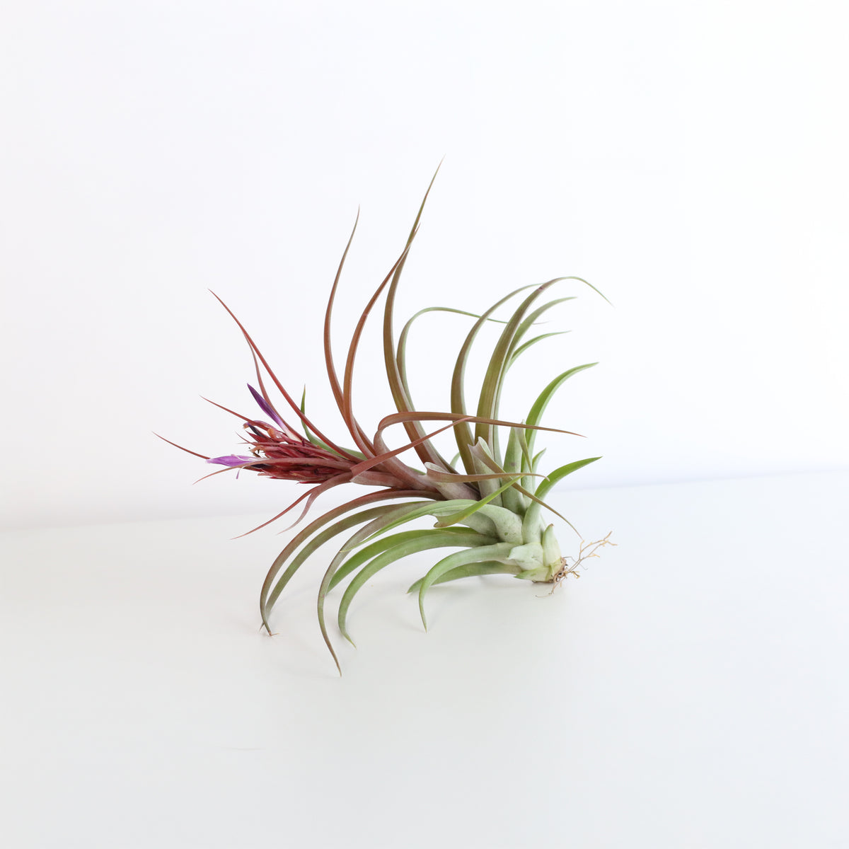 Tillandsia Brachycaulos Hybrid Air Plant