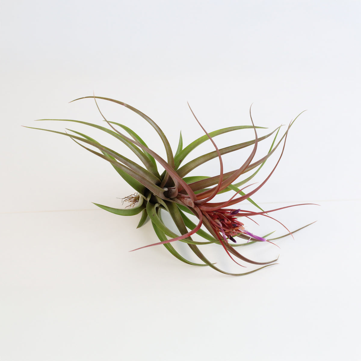 Tillandsia Brachycaulos Hybrid Air Plant