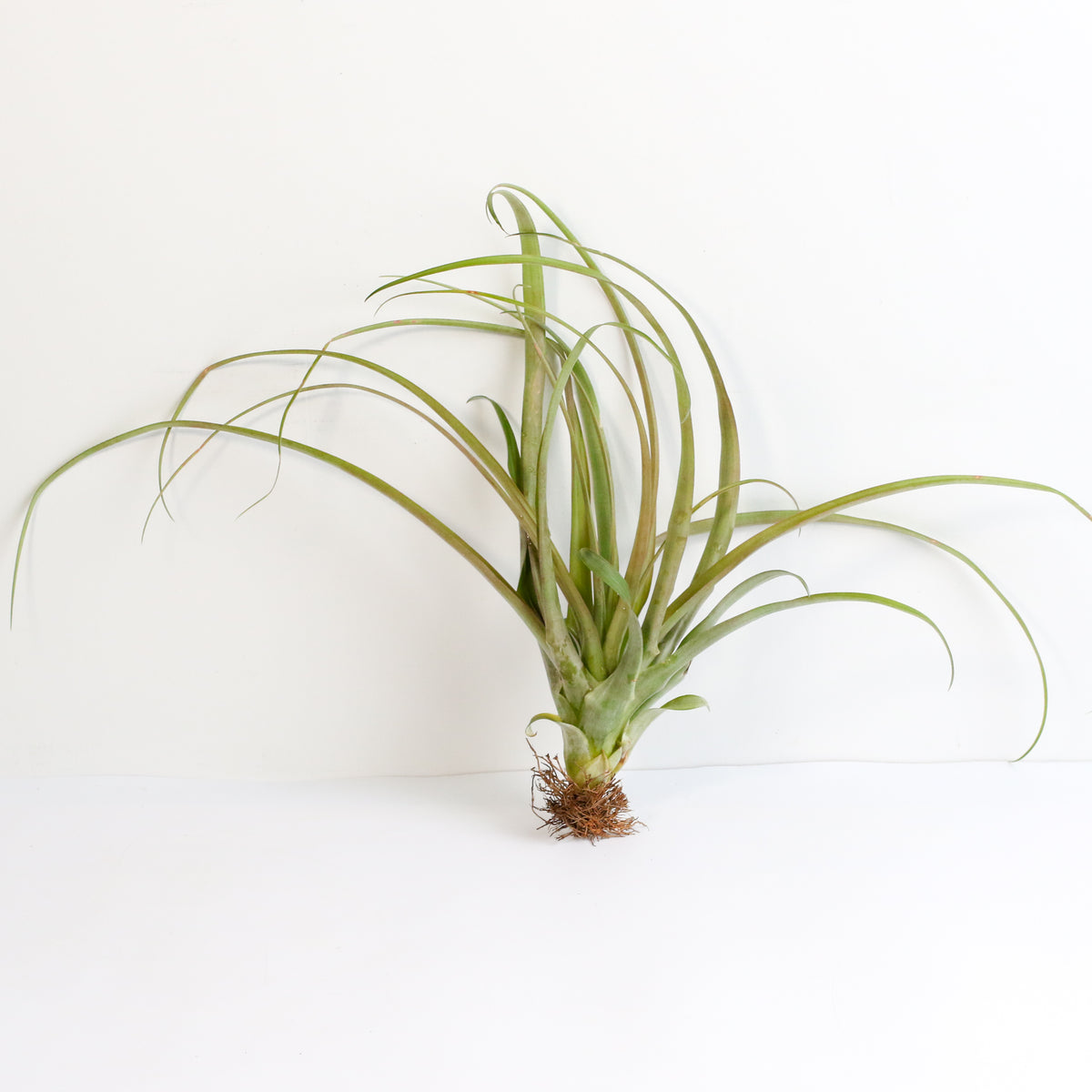 Air Plant Tillandsia Capitata Rubra