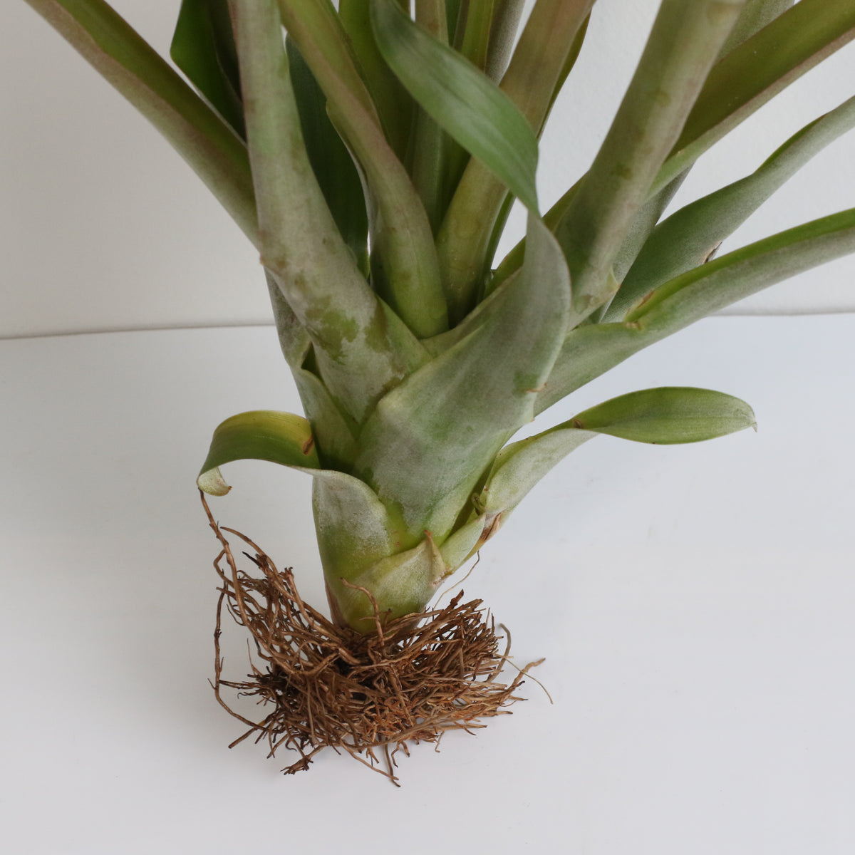 Air Plant Tillandsia Capitata Rubra