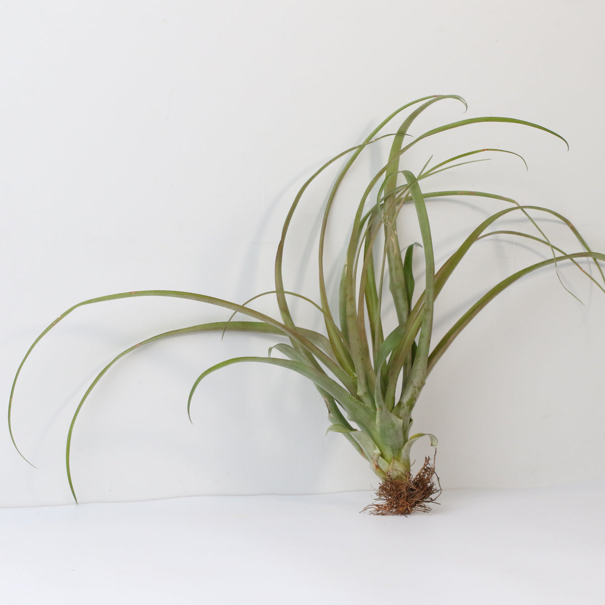 Air Plant Tillandsia Capitata Rubra
