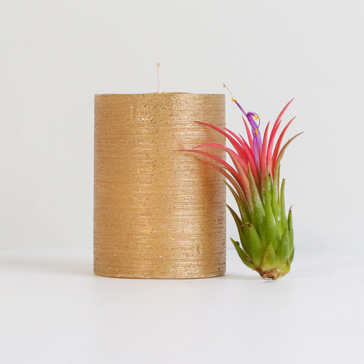 Tillandsia Ionantha Fuego Air Plant