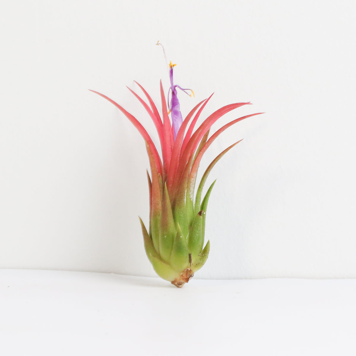 Tillandsia Ionantha Fuego Air Plant