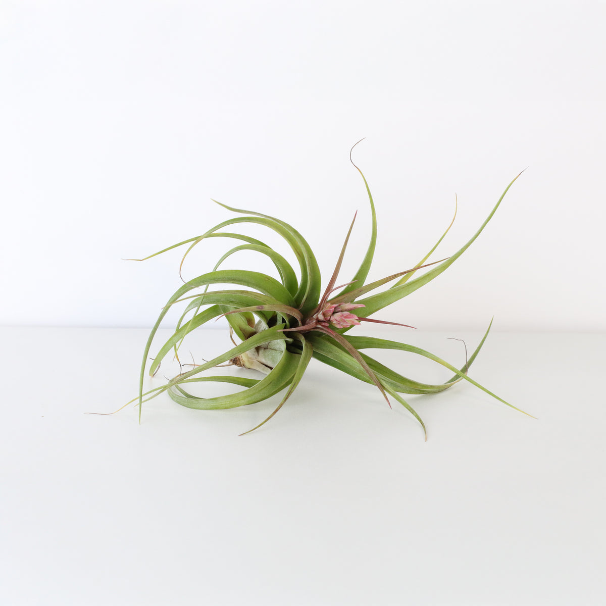 Air plant Tillandsia Streptophylla