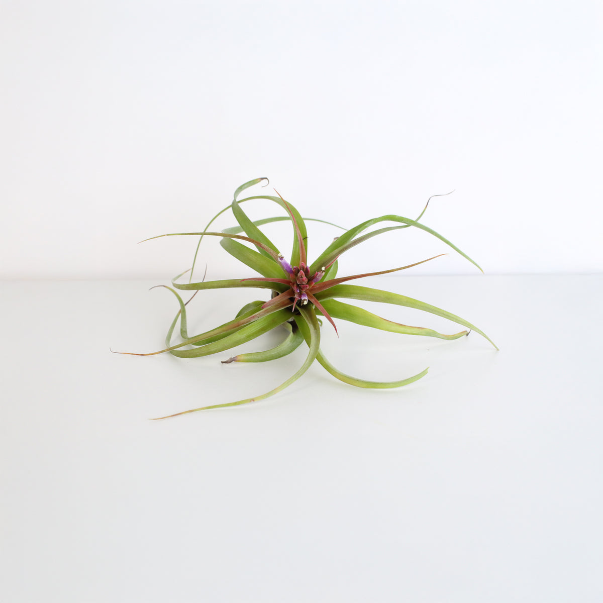 Air plant Tillandsia Streptophylla