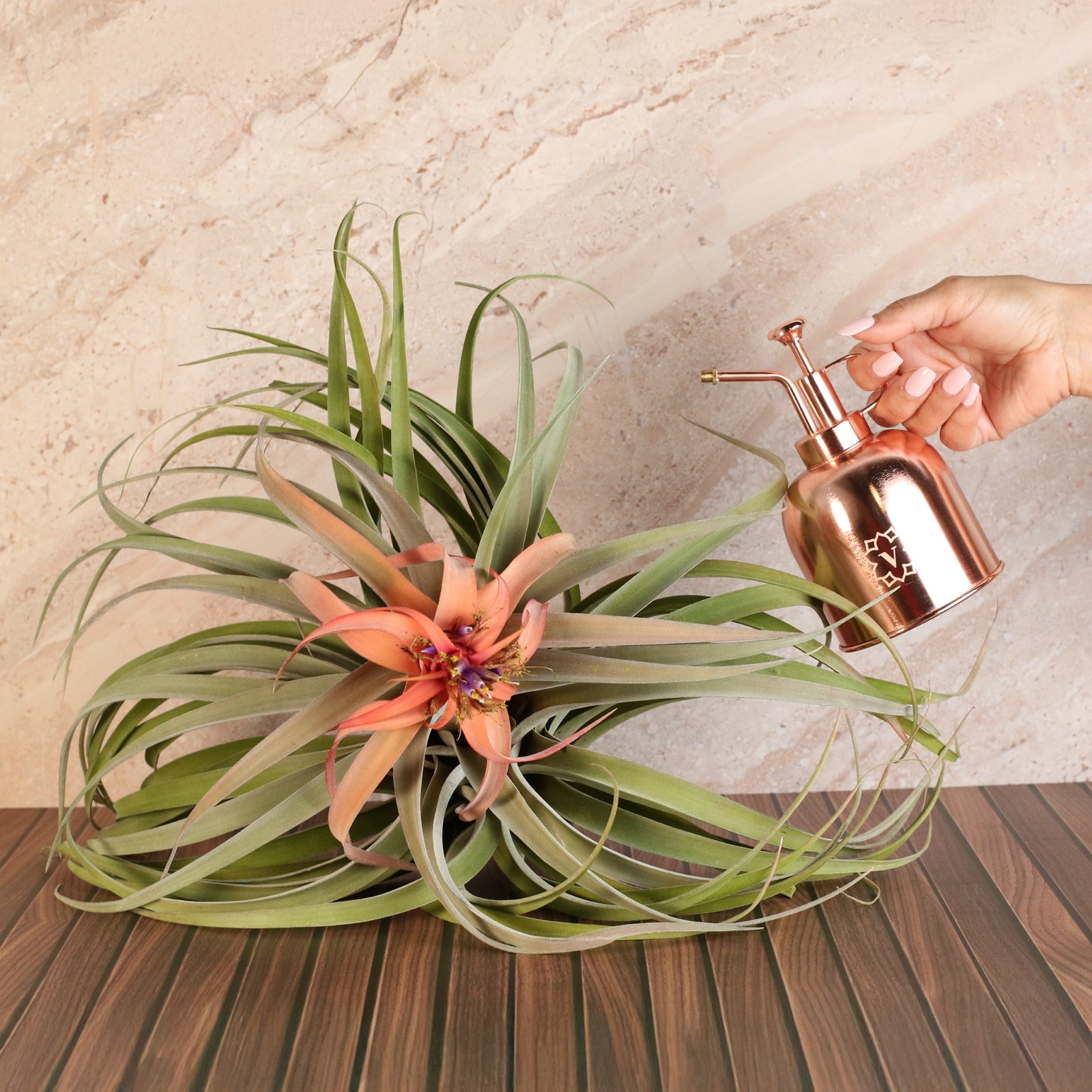 Air Plant Tillandsia Capitata Peach