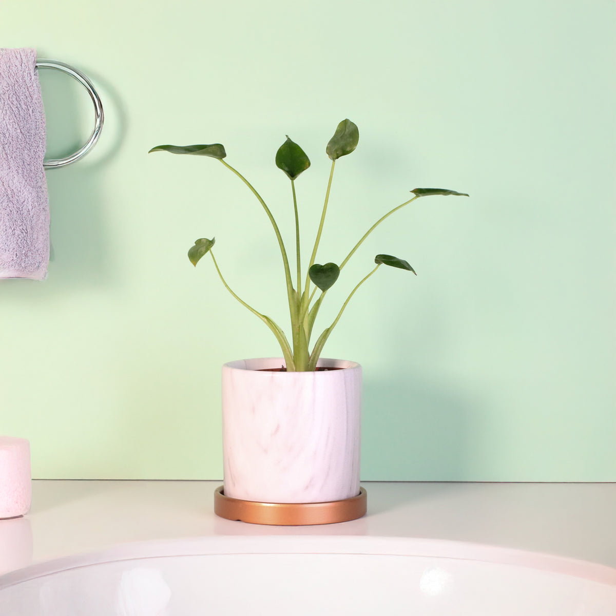 Alocasia 'Tiny Dancers'