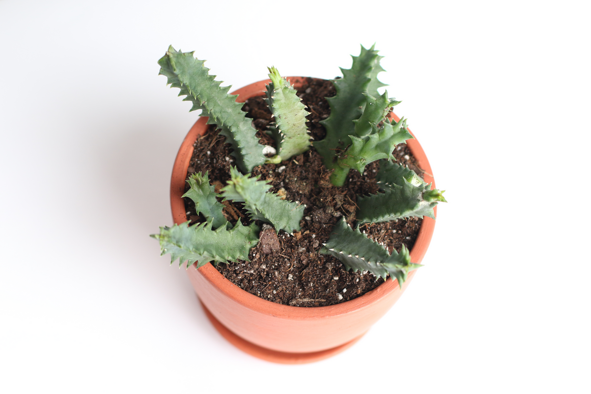 Life Saver Plant Starfish Cactus