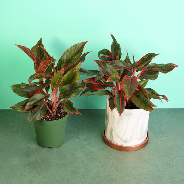 aglaonema floor plant Aglaonema 'Siam' Plant