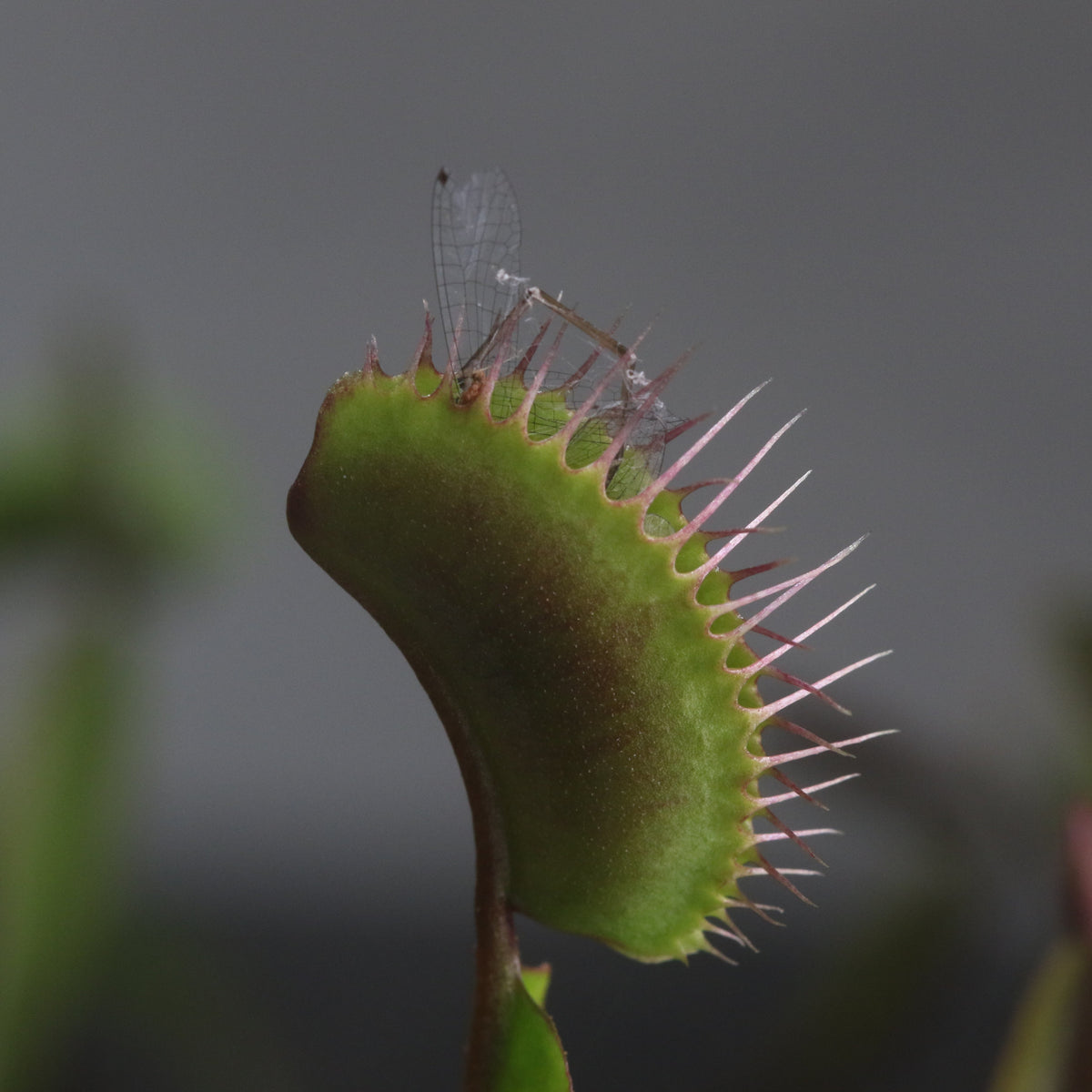 Green Venus Fly Trap
