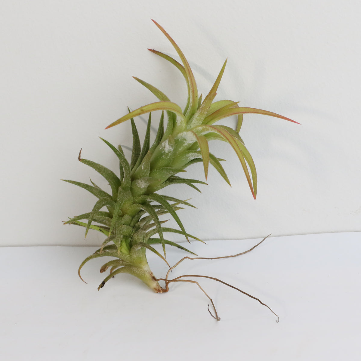 Tillandsia Vanhyniingii Air Plant