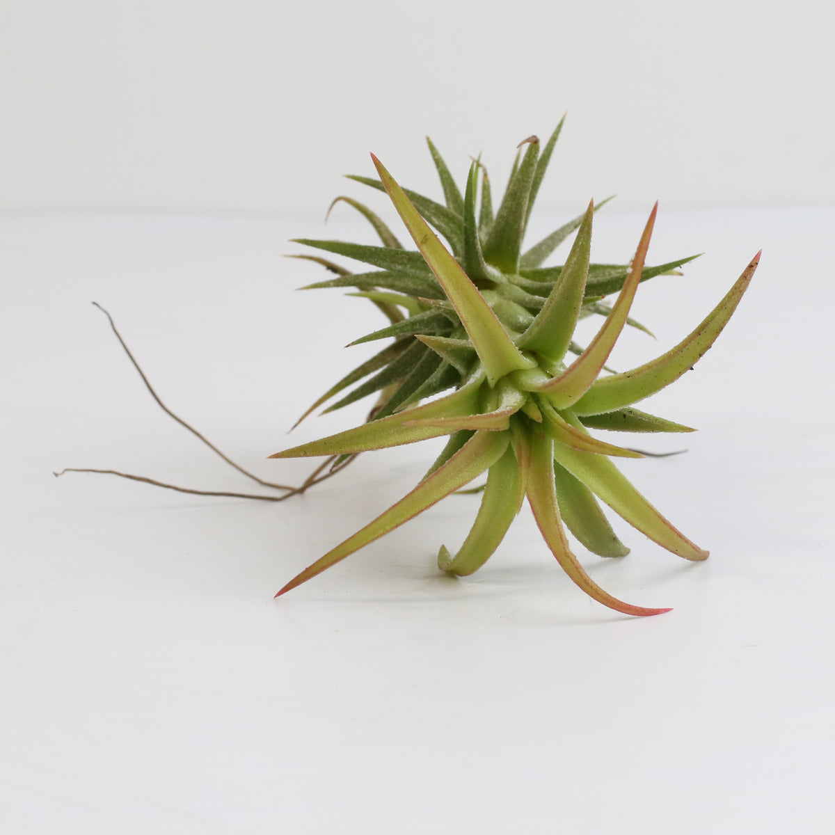 Tillandsia Vanhyniingii Air Plant