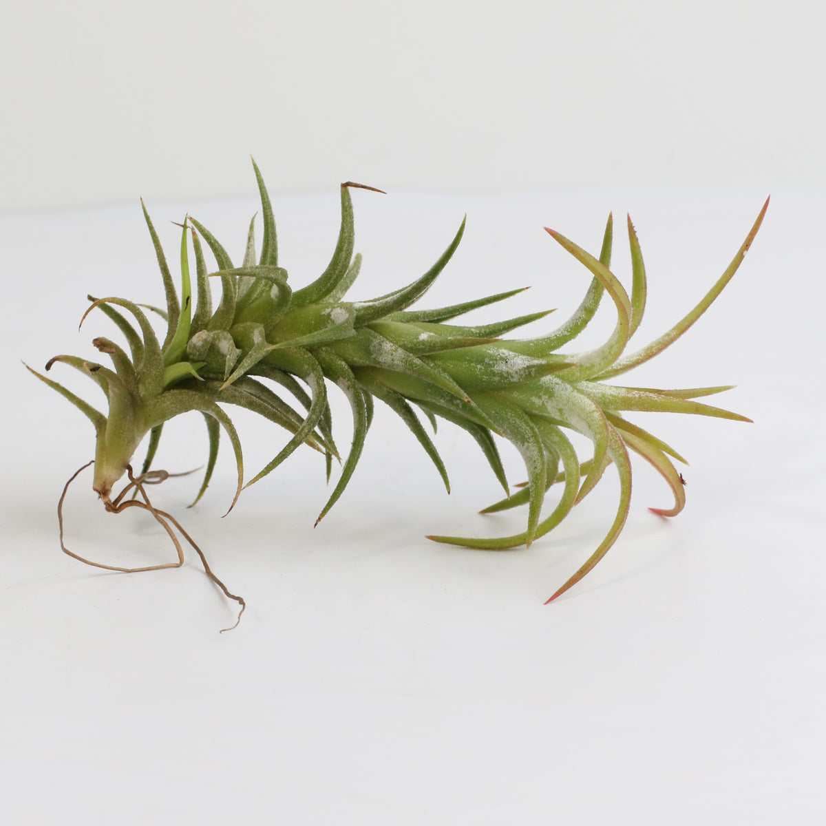 Tillandsia Vanhyniingii Air Plant
