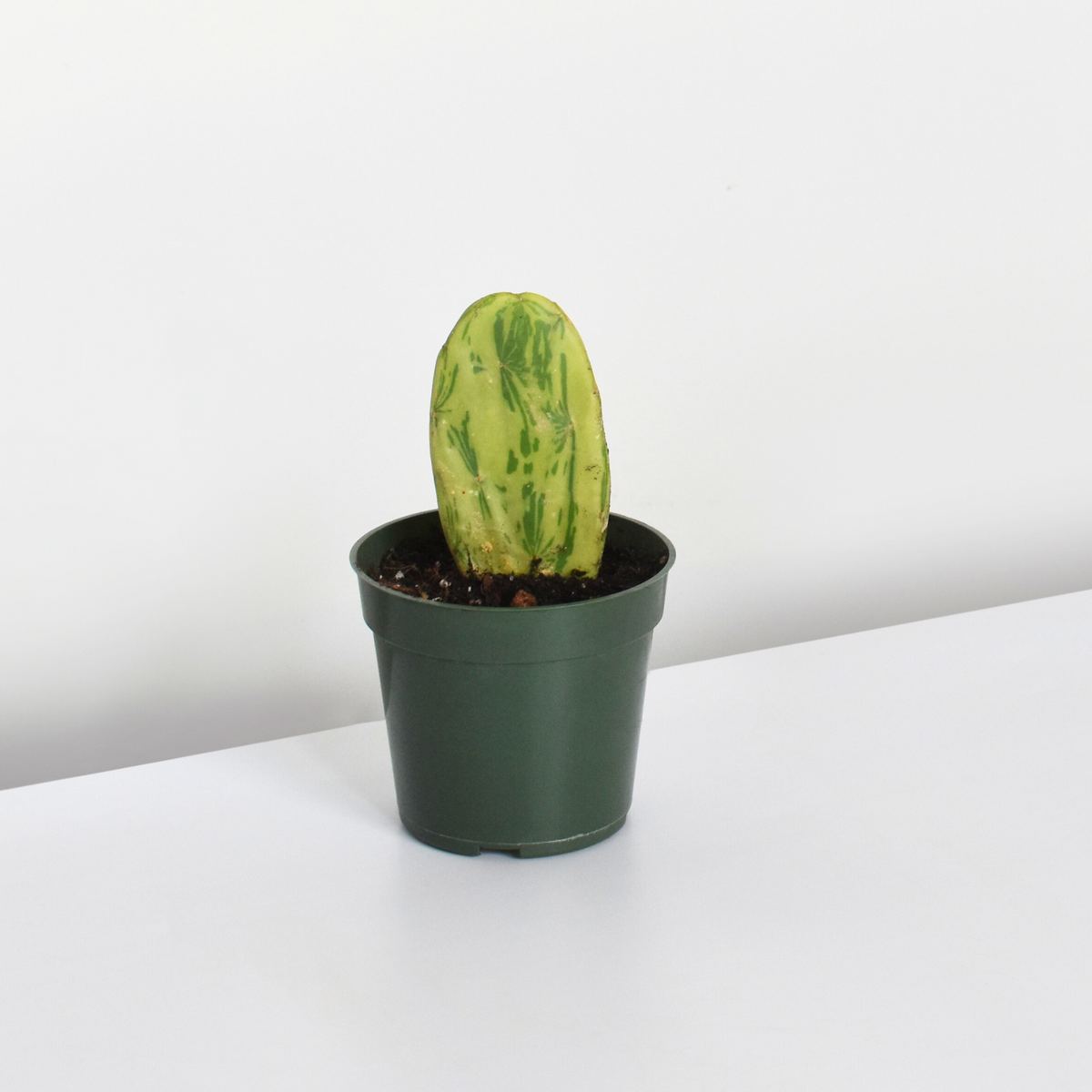 Variegated Opuntia Prickly Pear Cactus