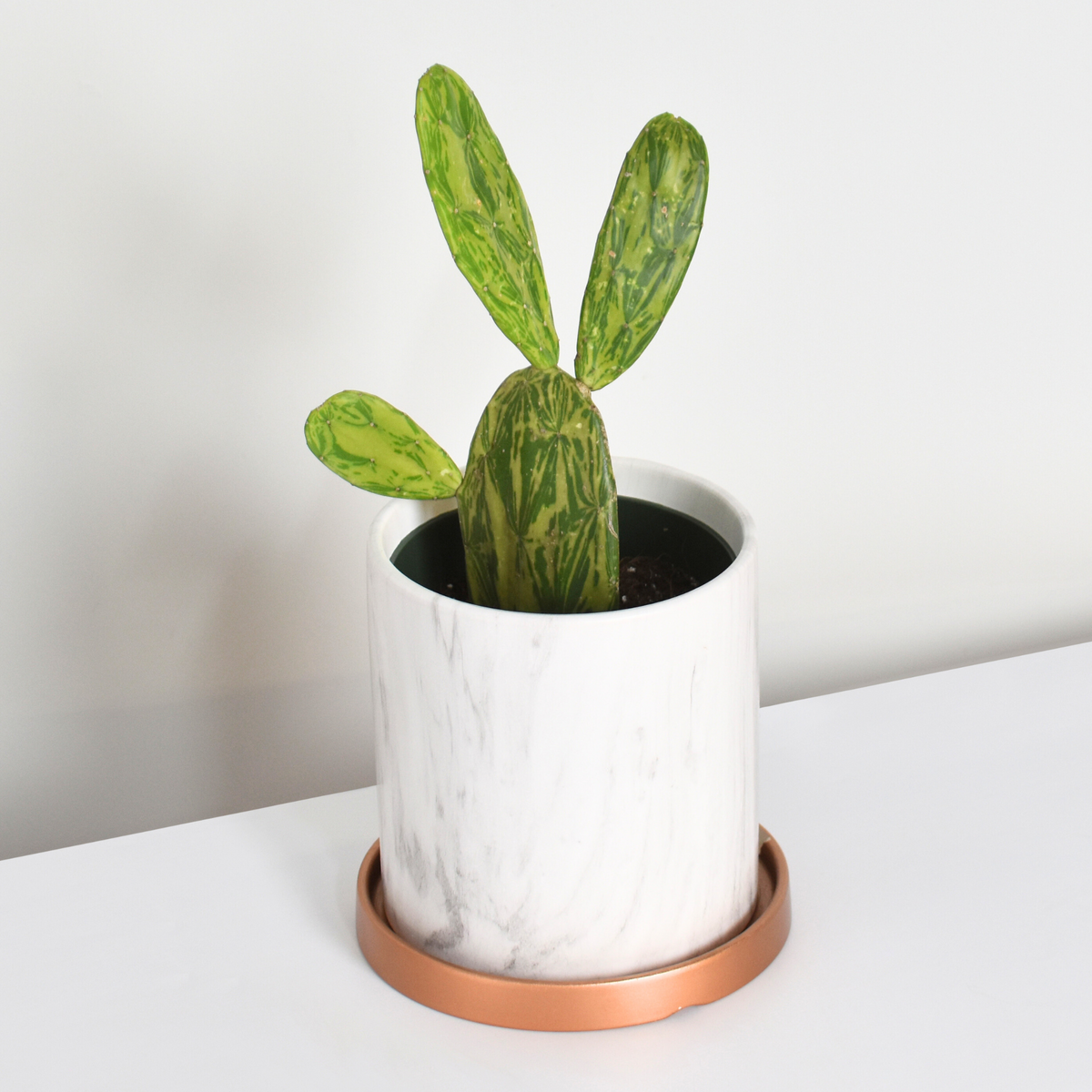 Variegated Opuntia Prickly Pear Cactus