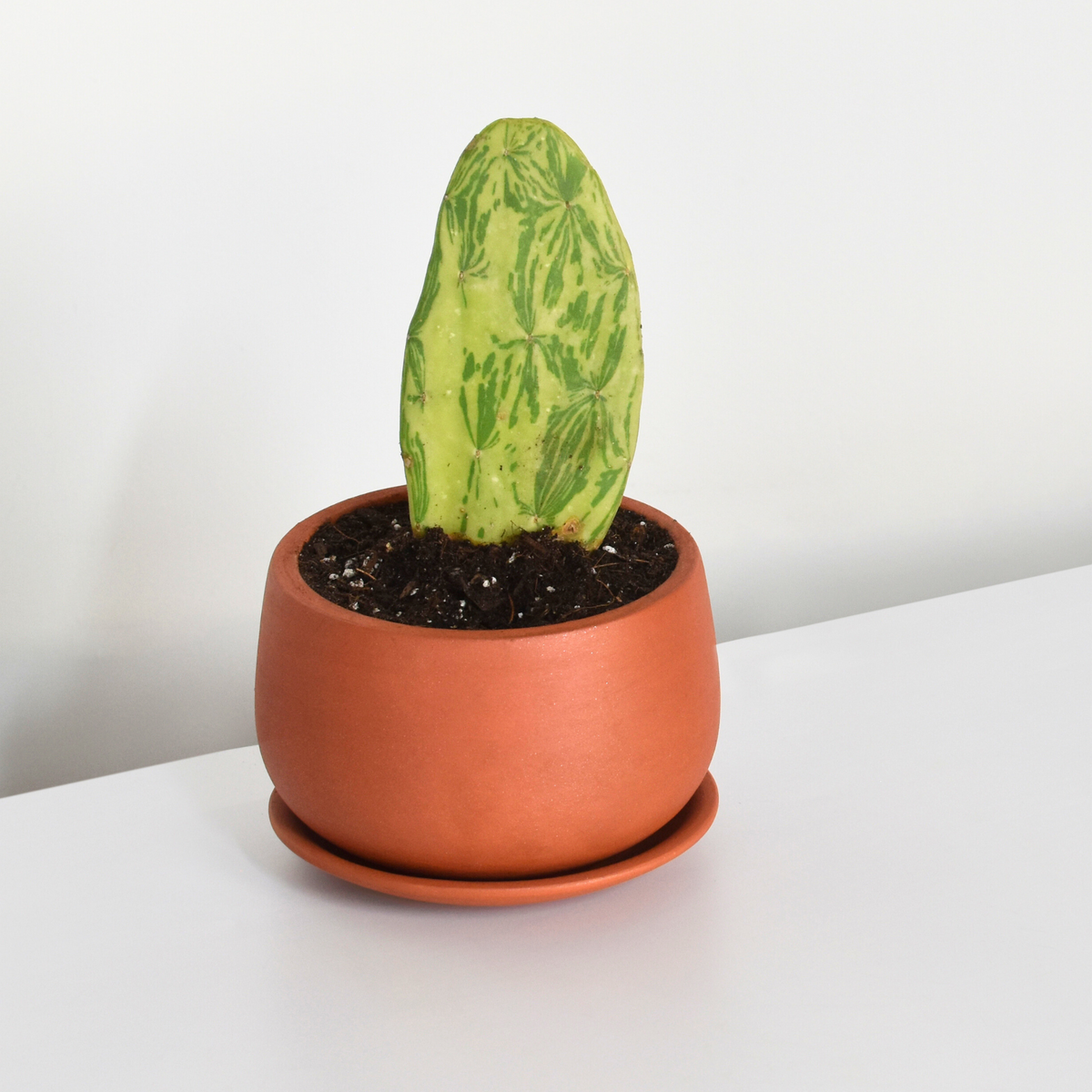 Variegated Opuntia Prickly Pear Cactus