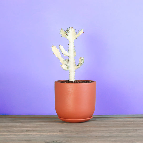 white ghost succulent White Ghost Albo Succulent Plant