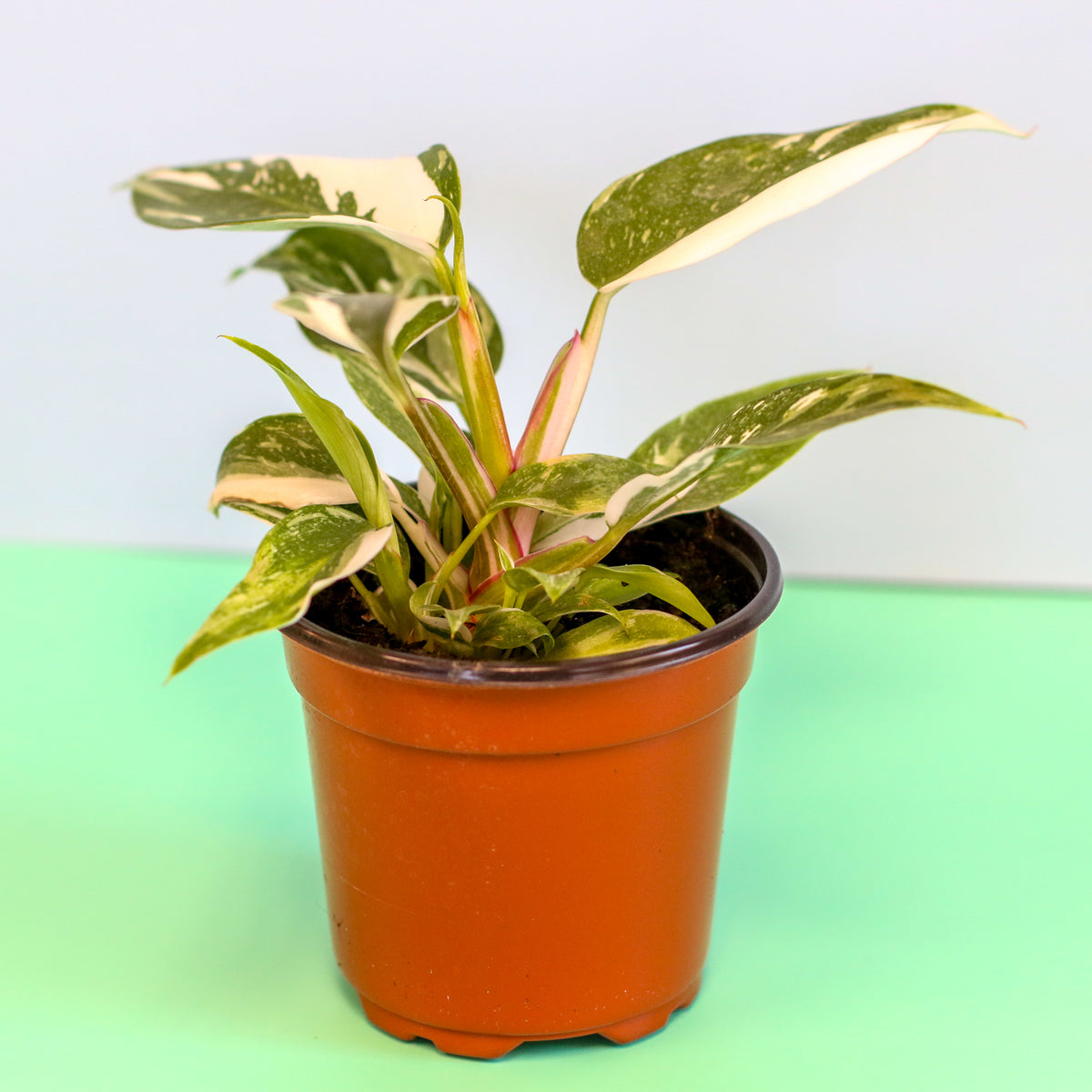 Philodendron 'White Princess'