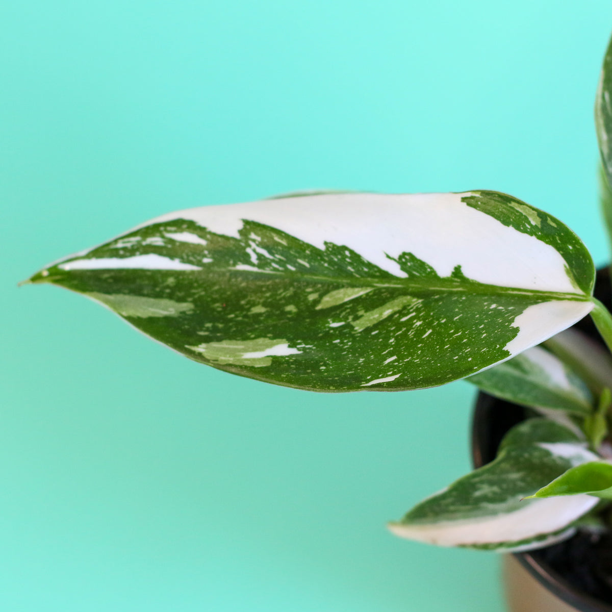 Philodendron 'White Princess'