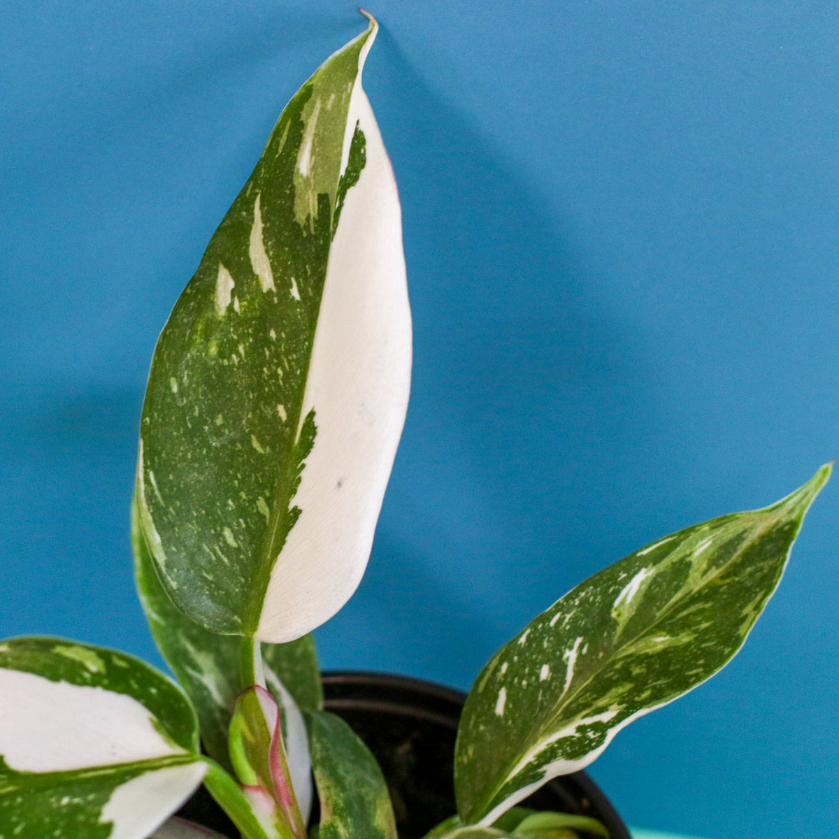 Philodendron 'White Princess'