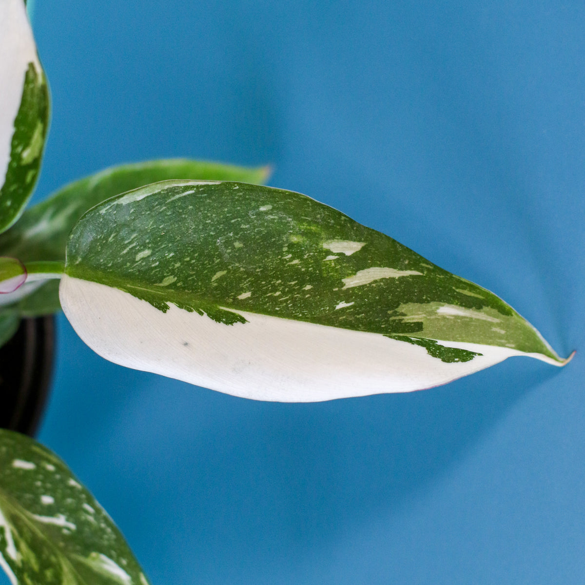 Philodendron 'White Princess'