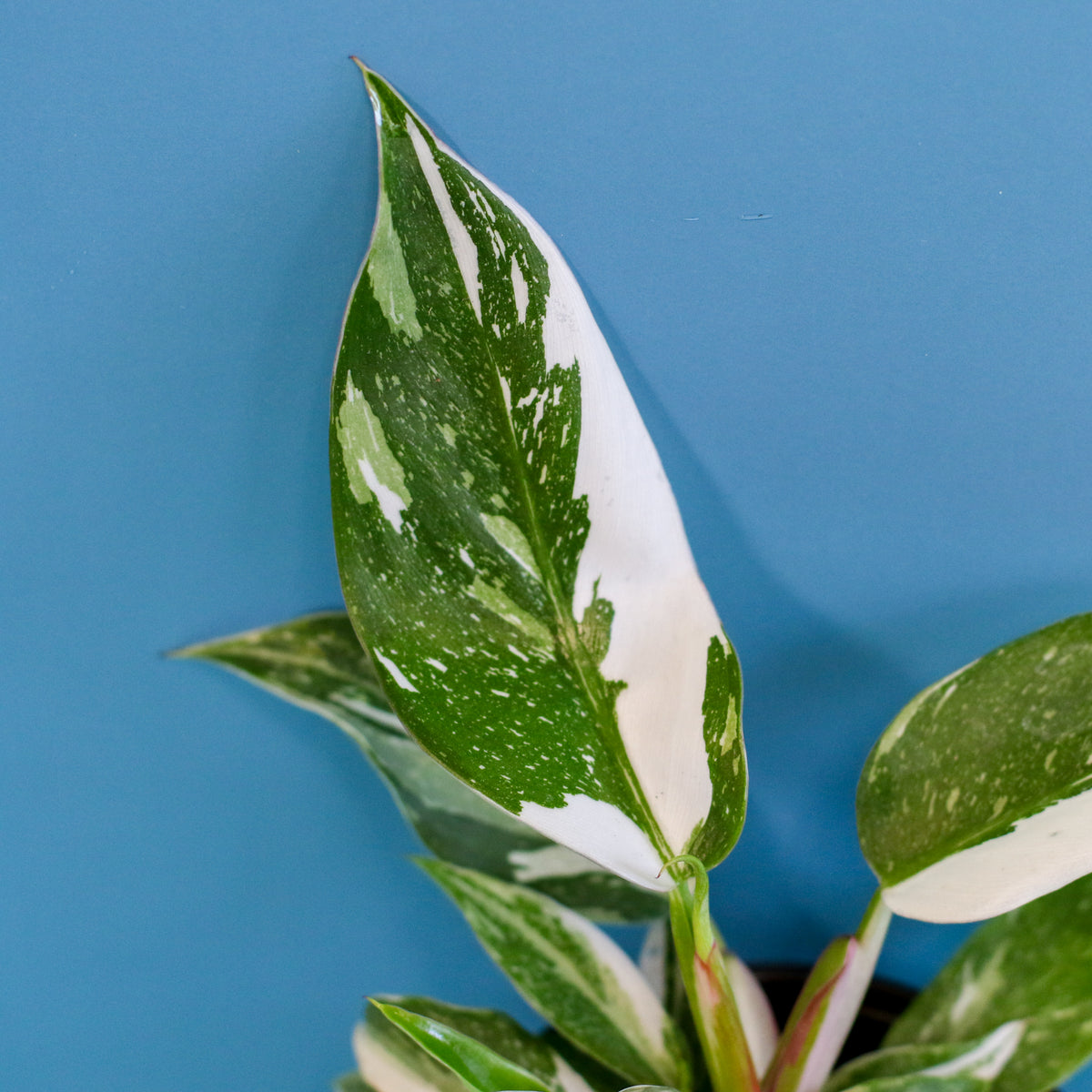 Philodendron 'White Princess'