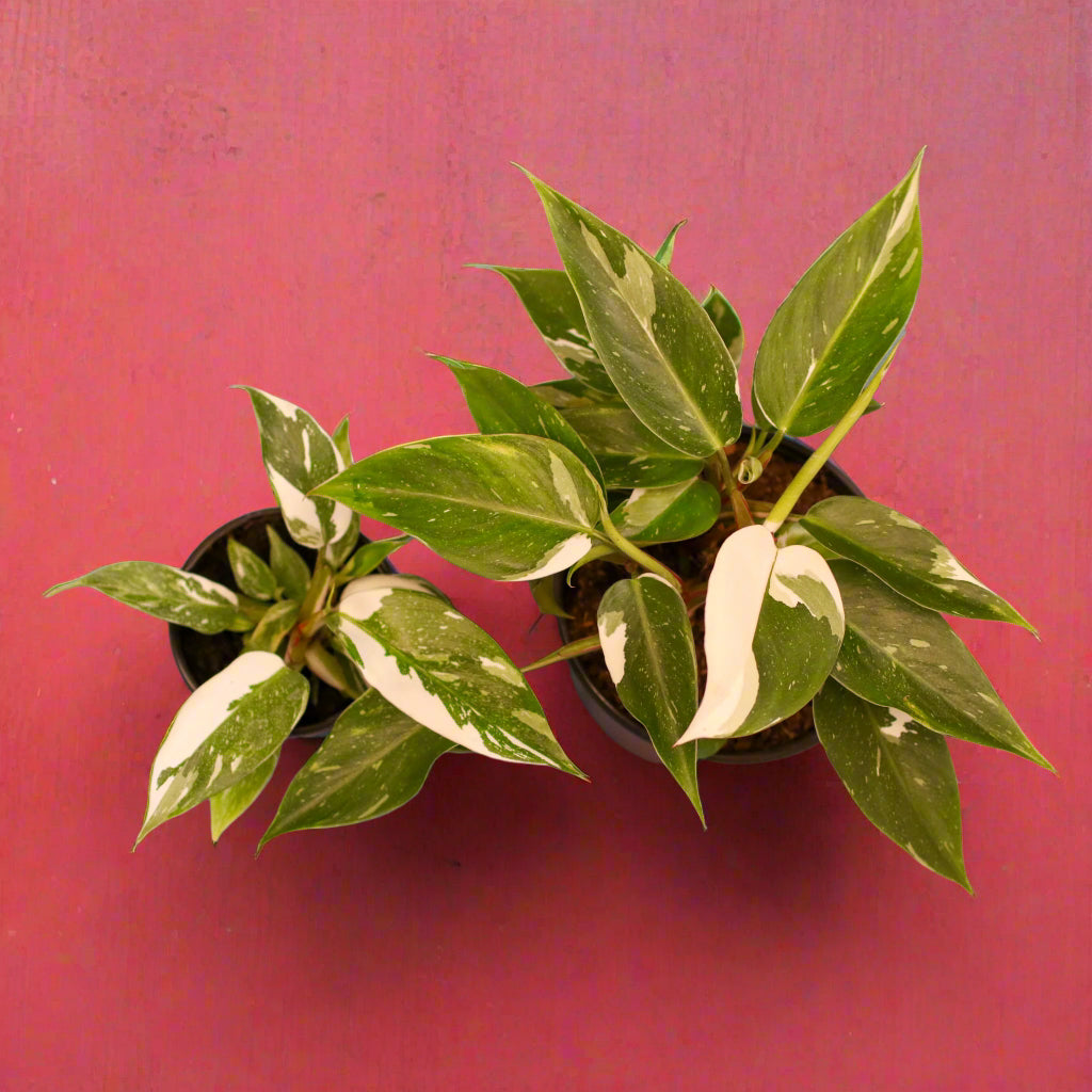 Philodendron 'White Princess'