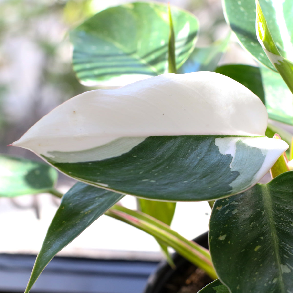 Philodendron 'White Princess'