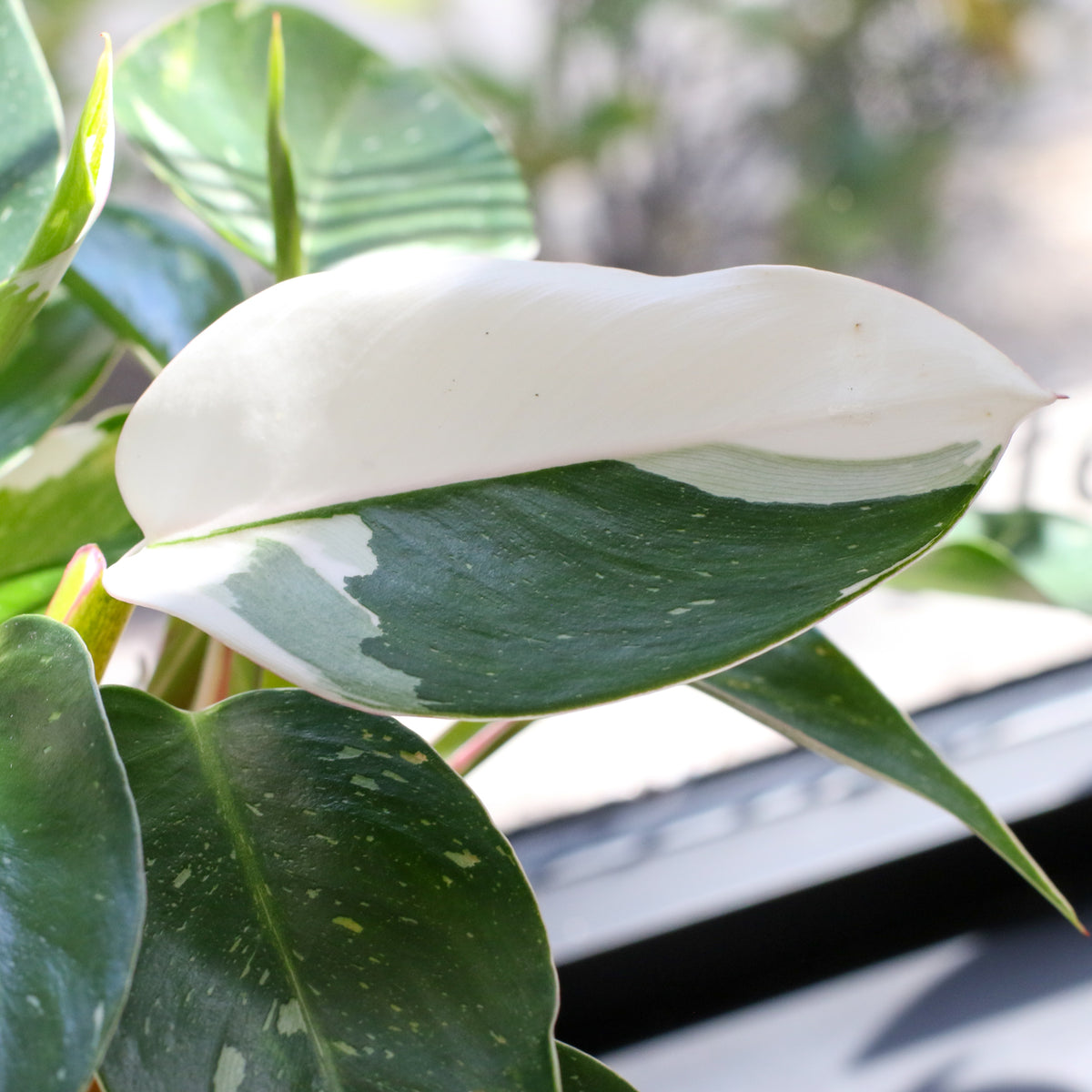 Philodendron 'White Princess'