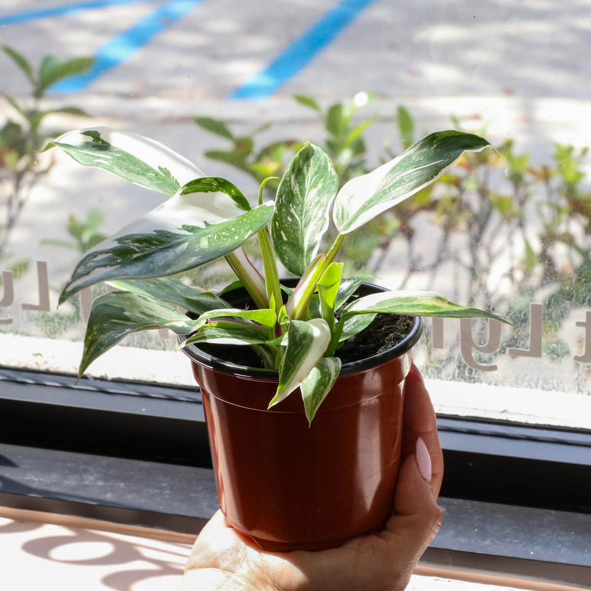 Philodendron 'White Princess'