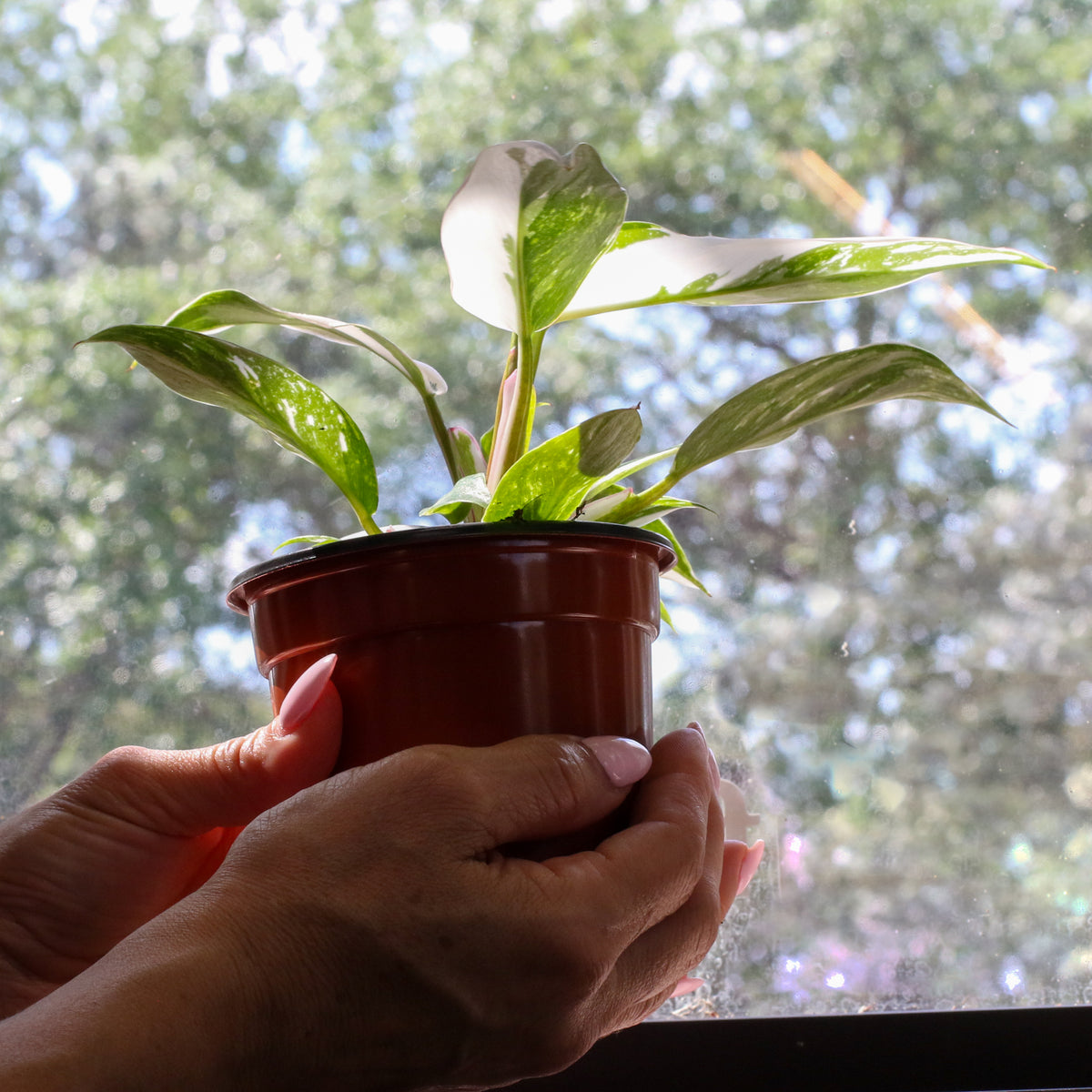 Philodendron 'White Princess'