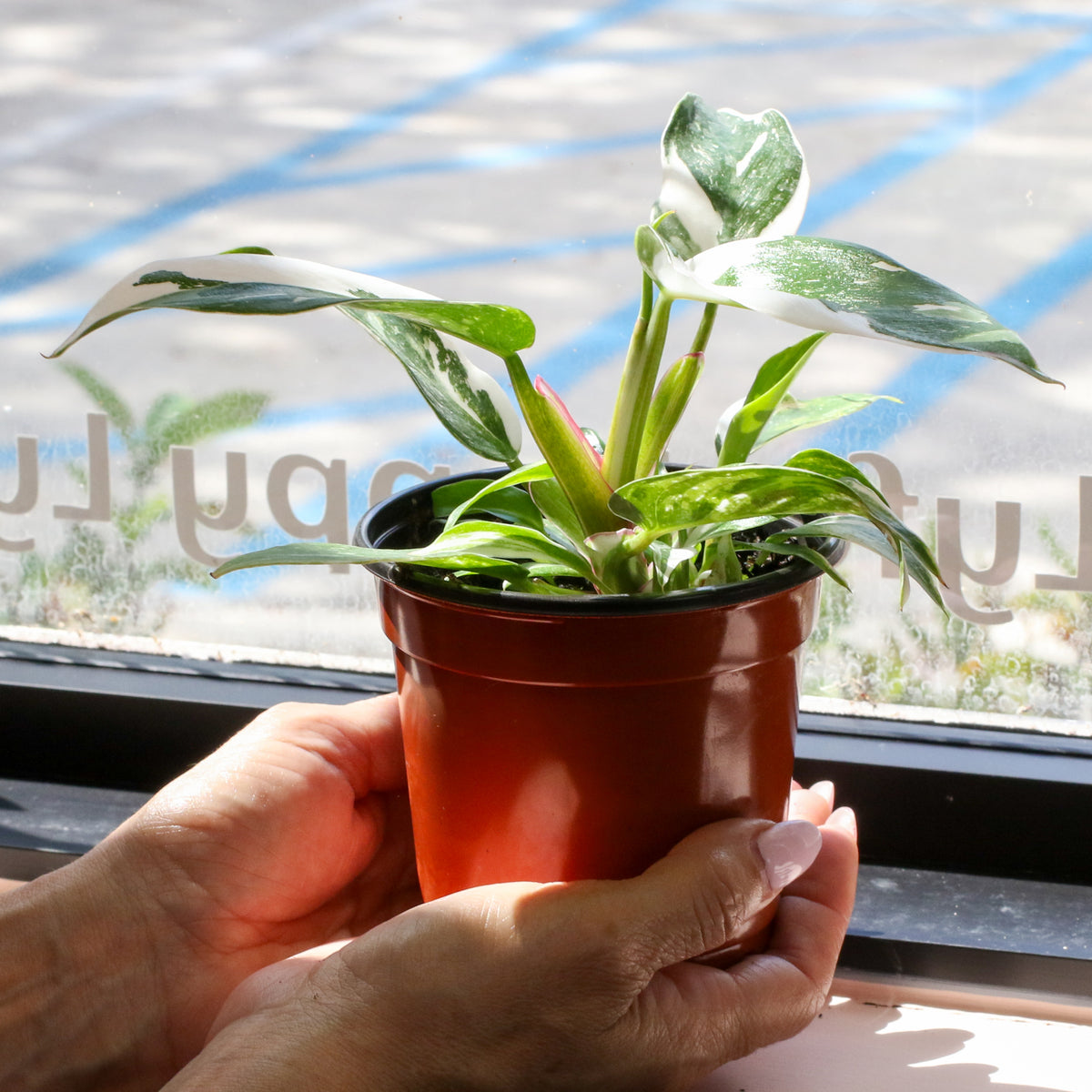 Philodendron 'White Princess'