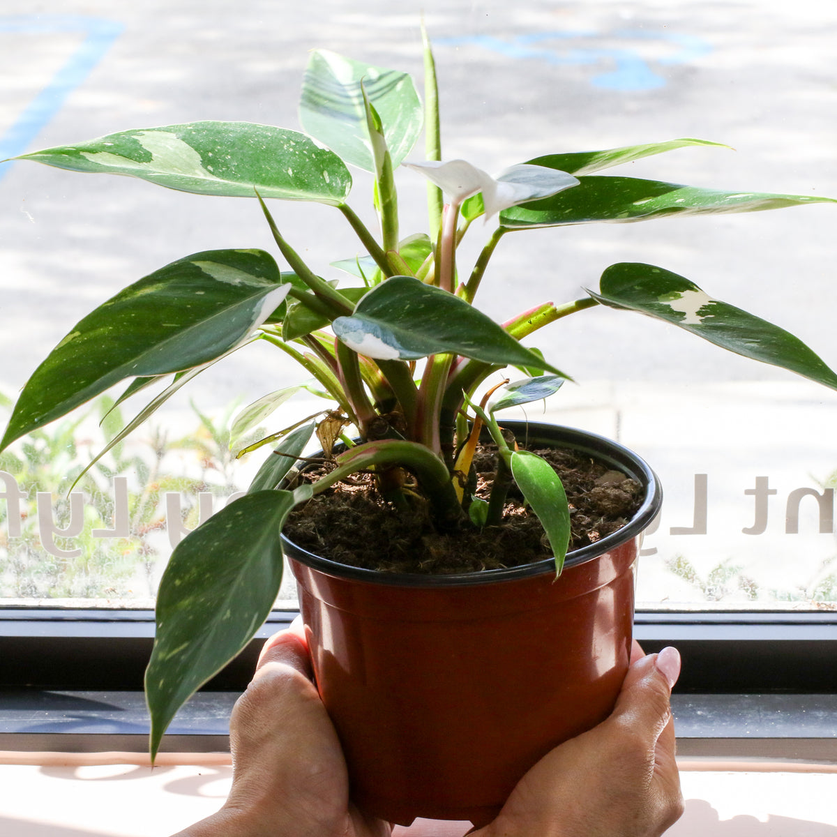 Philodendron 'White Princess'