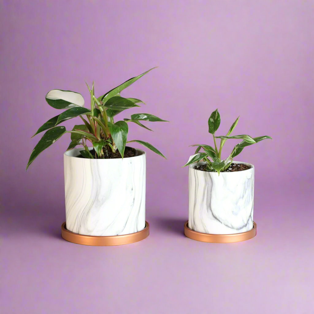 Philodendron 'White Princess'