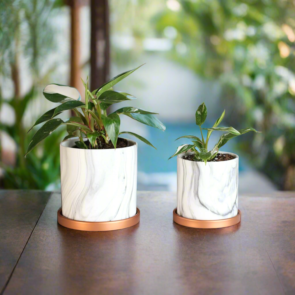 Philodendron 'White Princess'