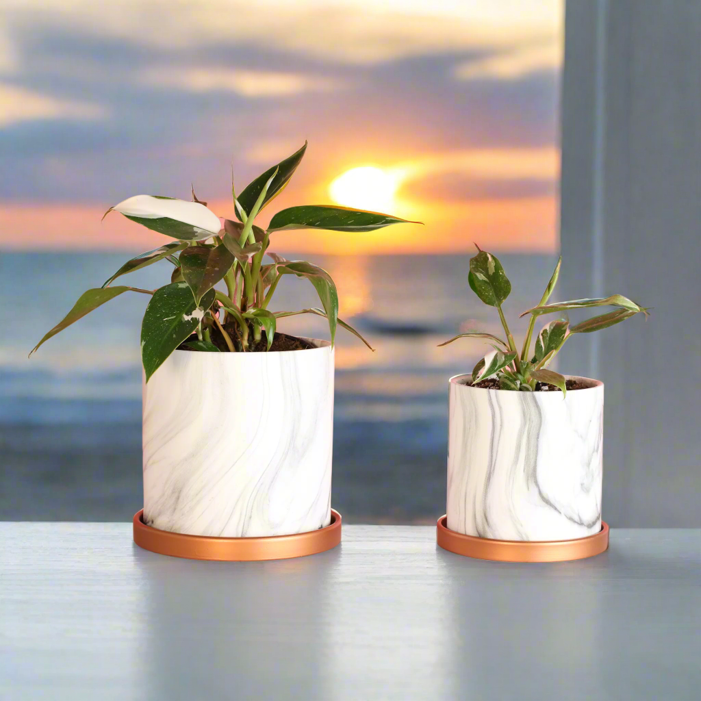 Philodendron 'White Princess'