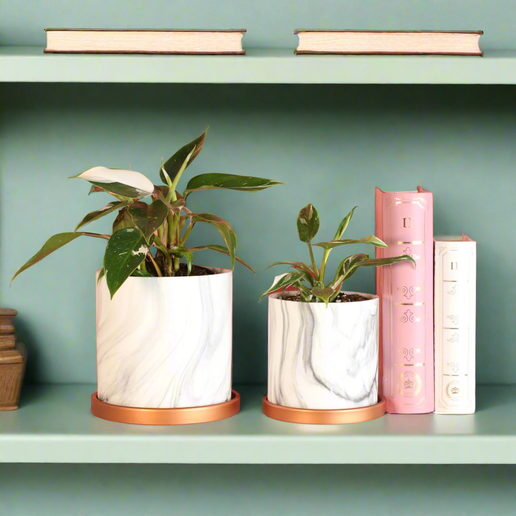 Philodendron 'White Princess'